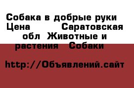 Собака в добрые руки › Цена ­ 100 - Саратовская обл. Животные и растения » Собаки   